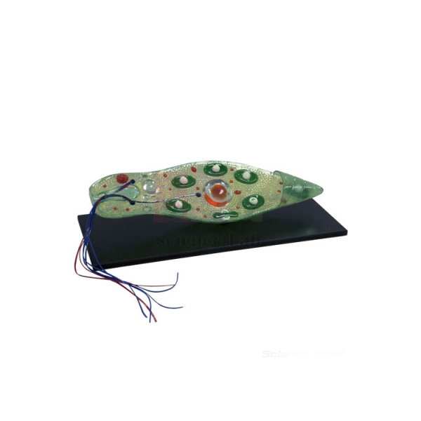 Euglena Model